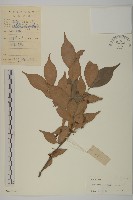 窄翅衛矛藏品圖，第1張