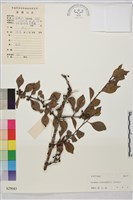 薄葉鼠李藏品圖，第1張