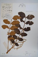 鹽膚木藏品圖，第1張