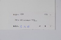 鹽膚木藏品圖，第2張