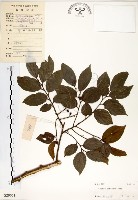 朴樹藏品圖，第1張