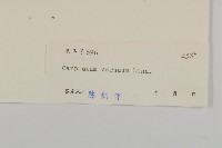 杓兒菜藏品圖，第3張