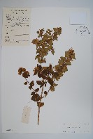 臺灣糯米條藏品圖，第1張