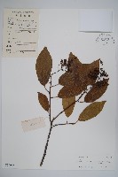 厚殼樹藏品圖，第1張