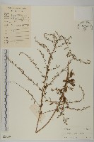 牡蒿藏品圖，第1張