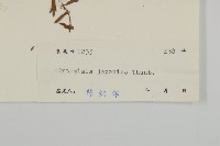 牡蒿藏品圖，第3張