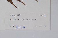 黃連木、爛心木藏品圖，第2張