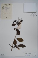 鐵冬青藏品圖，第1張