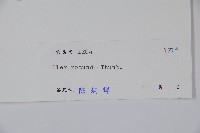 鐵冬青藏品圖，第2張