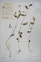 爵床、六角英藏品圖，第1張