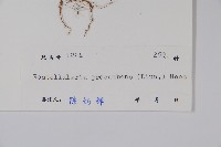 爵床、六角英藏品圖，第2張