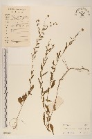 雞兒腸藏品圖，第1張