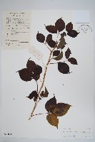 三葉五加、三加皮藏品圖，第1張