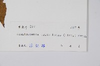 三葉五加、三加皮藏品圖，第2張