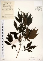 黃荊藏品圖，第1張