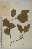 哥蘭葉藏品圖，第1張