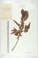 延平柿藏品圖，第4張