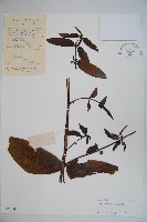 大花忍冬藏品圖，第1張