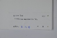 大花忍冬藏品圖，第2張