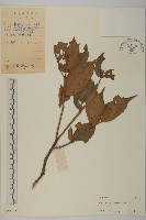 窄翅衛矛藏品圖，第1張