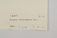 窄翅衛矛藏品圖，第3張