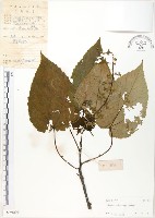 山桐子藏品圖，第1張