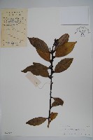 厚葉冬青藏品圖，第1張