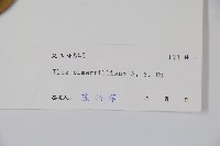 厚葉冬青藏品圖，第2張