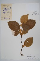 毛花楊桃藏品圖，第1張