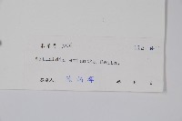 毛花楊桃藏品圖，第2張