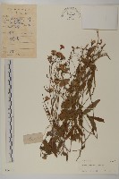 小葉一點紅藏品圖，第1張