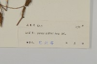 小葉一點紅藏品圖，第3張