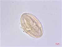 少花水芹藏品圖，第1張