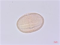 少花水芹藏品圖，第2張