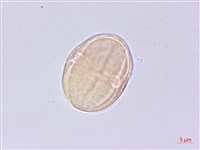 少花水芹藏品圖，第3張