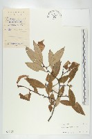 藤胡頹子藏品圖，第1張