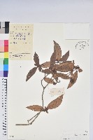 廣東杜鵑藏品圖，第1張