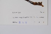 山慈菇藏品圖，第2張