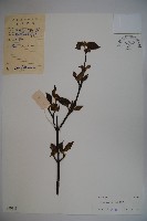 松田氏莢迷、宜昌莢迷藏品圖，第1張