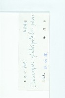 禿瓣杜英藏品圖，第3張