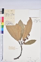 黧蒴栲藏品圖，第1張