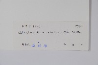 叉序草藏品圖，第2張