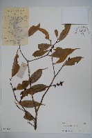 糊樗藏品圖，第1張