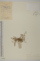 瓜槌草、漆姑草藏品圖，第1張