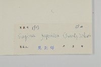 瓜槌草、漆姑草藏品圖，第3張