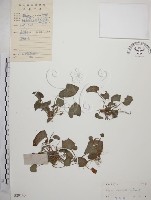 短毛堇菜藏品圖，第1張