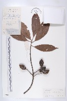 冬桃藏品圖，第1張