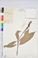 橿葉柯藏品圖，第1張