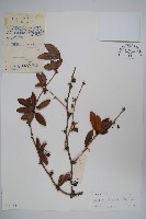 濠豬刺藏品圖，第1張