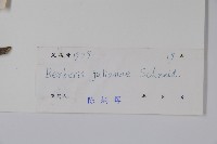 濠豬刺藏品圖，第2張